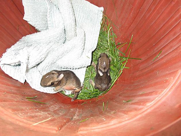 How Was My Weekend? Actually, I Saved Two Baby Bunnies