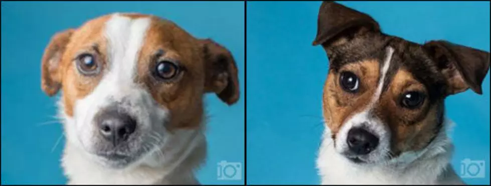 Like Father, Like Son — A Dynamic Doggie Duo