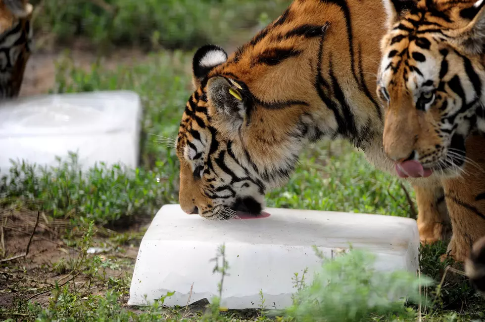 Would You Beat The Heat With These Tiger Popscicles?