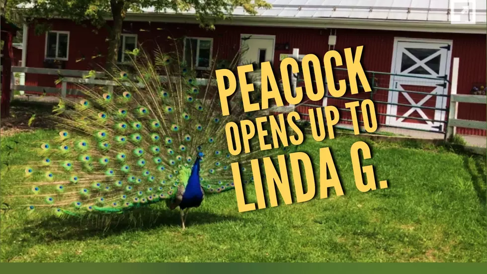 A Friendly Peacock Opens Up to Linda G. in Brewster