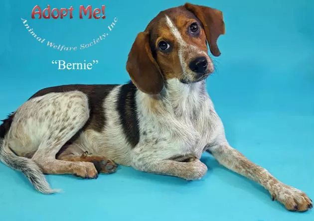Bernie the Baby Beagle Boy Wants to &#8216;B&#8217; Your Best Friend
