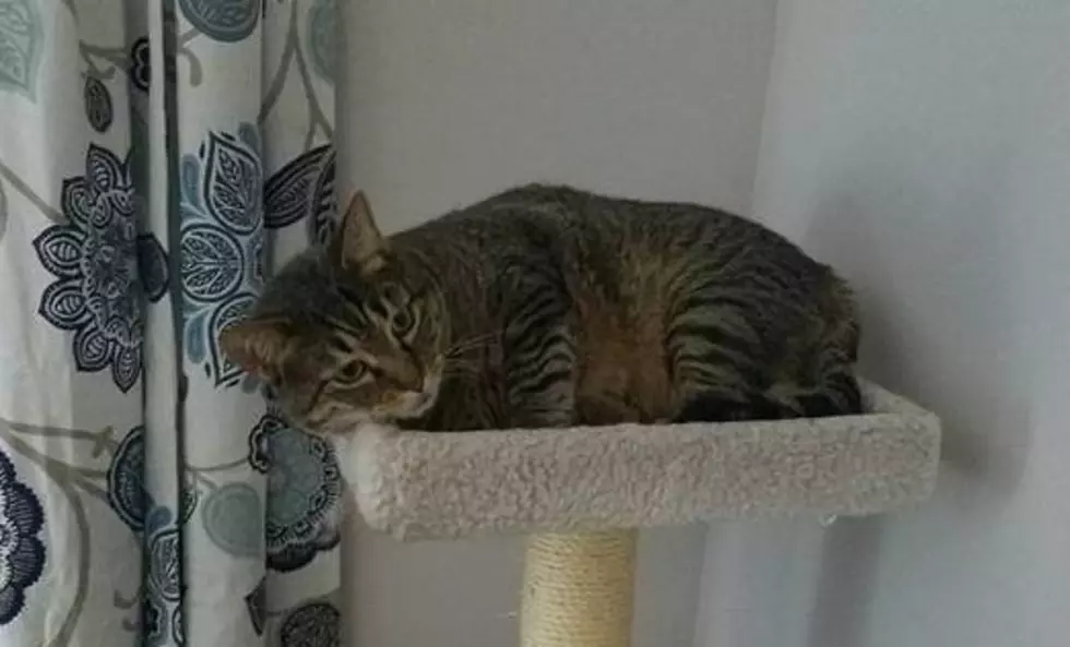 Missing Cat in New Milford — Have You Seen Mr. Hibbard?