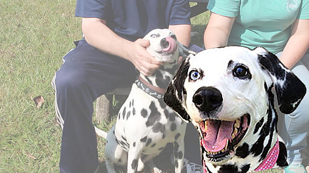 I Spot Chip the Dalmatian in New Milford