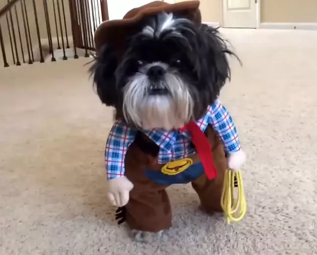 This Year&#8217;s Top 10 Halloween Costumes For Your Dog