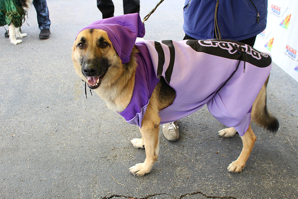 This Year’s Top 10 Halloween Costumes For Your Dog