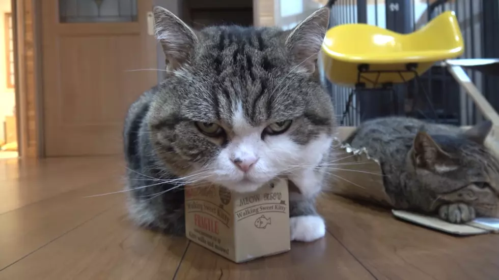 Cat Can’t Seem to Think Inside This Box