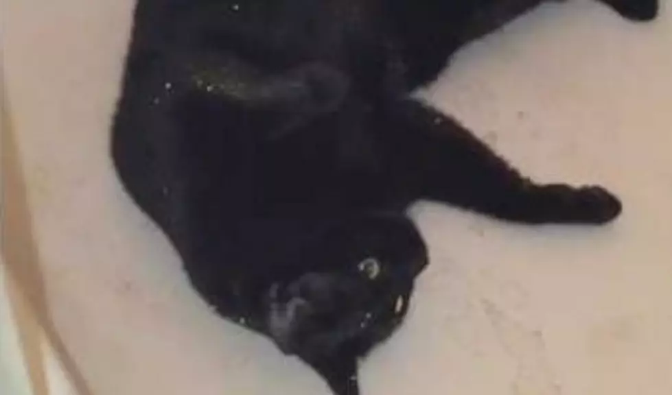 Take a Look at Salem the Glitter Cat