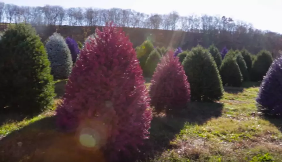 Would You Put a Little Color in Your Holiday with One of These Trees?
