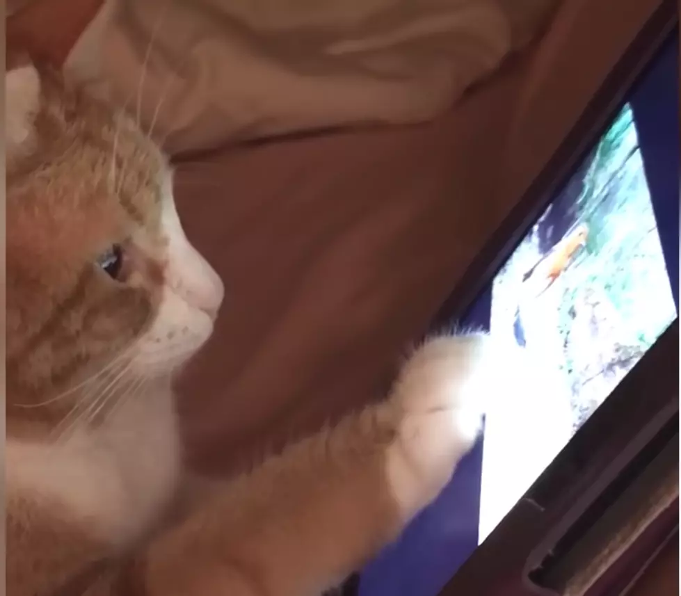 Don&#8217;t Let Your Cat Near Your iPad