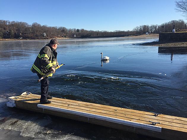 Beautiful Swan Freed From Ice on Candlewood Lake Thanks to Danbury FD