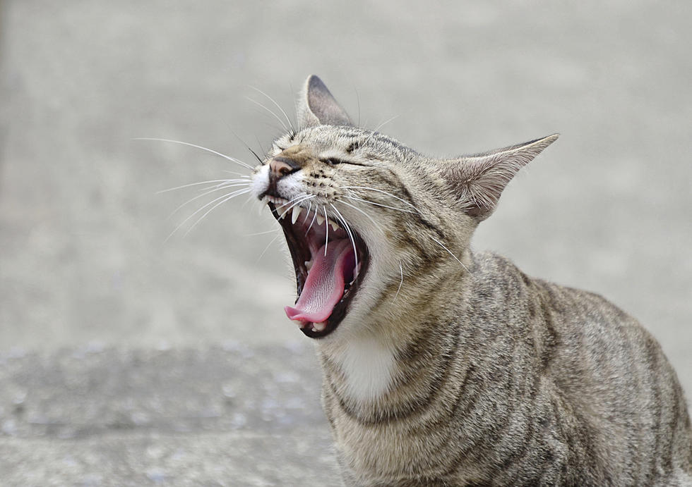 Cat Gets Caught Barking Like a Dog