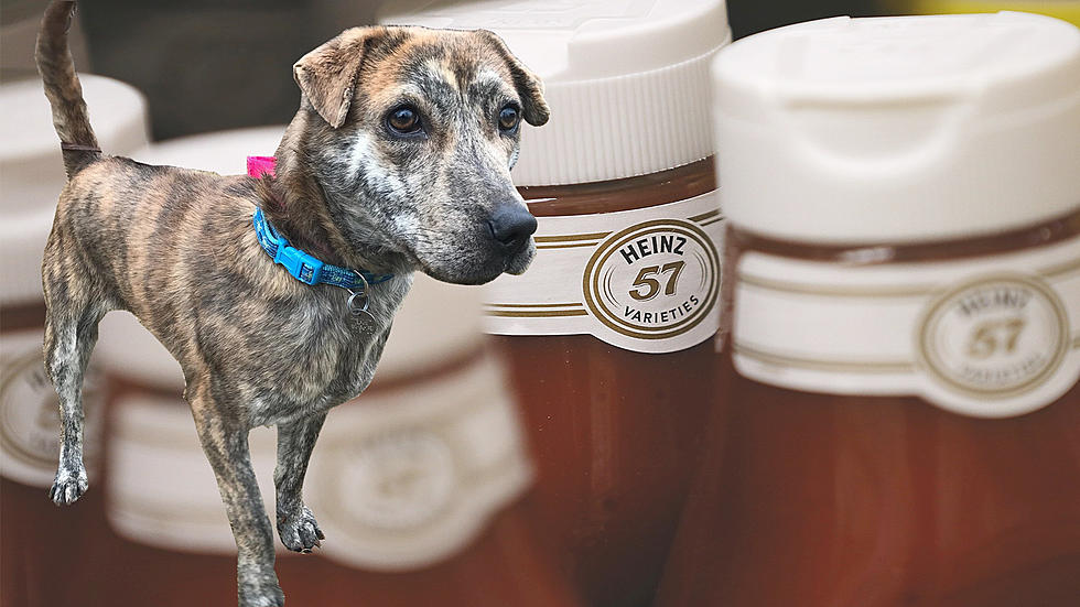 Helo Is a Lot Like Heinz 57, And He’s Full of Flavor
