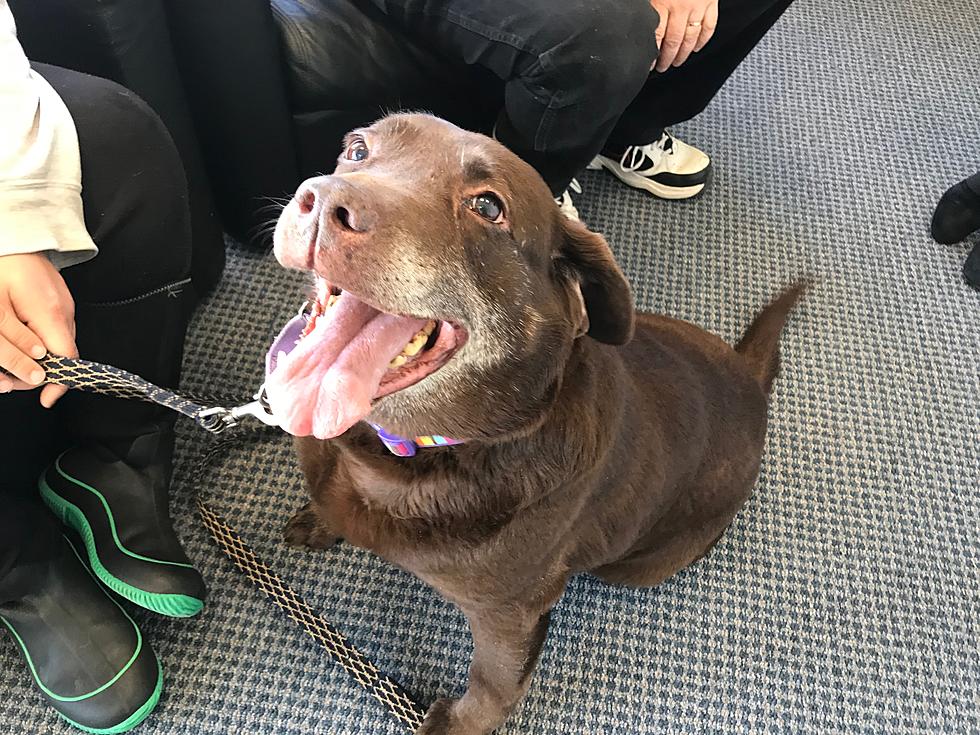 Abby the Chocolate Lab Will Take Your Breath Away