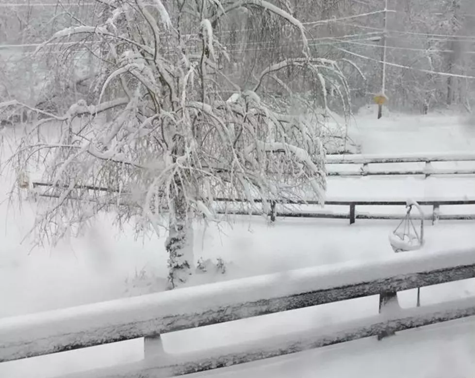 A Gallery of Local Snapshots From Winter Storm Quinn Around CT + NY