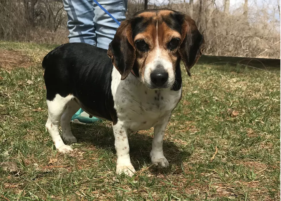 Miley the Beagle From New Milford Is Looking For a Forever Home