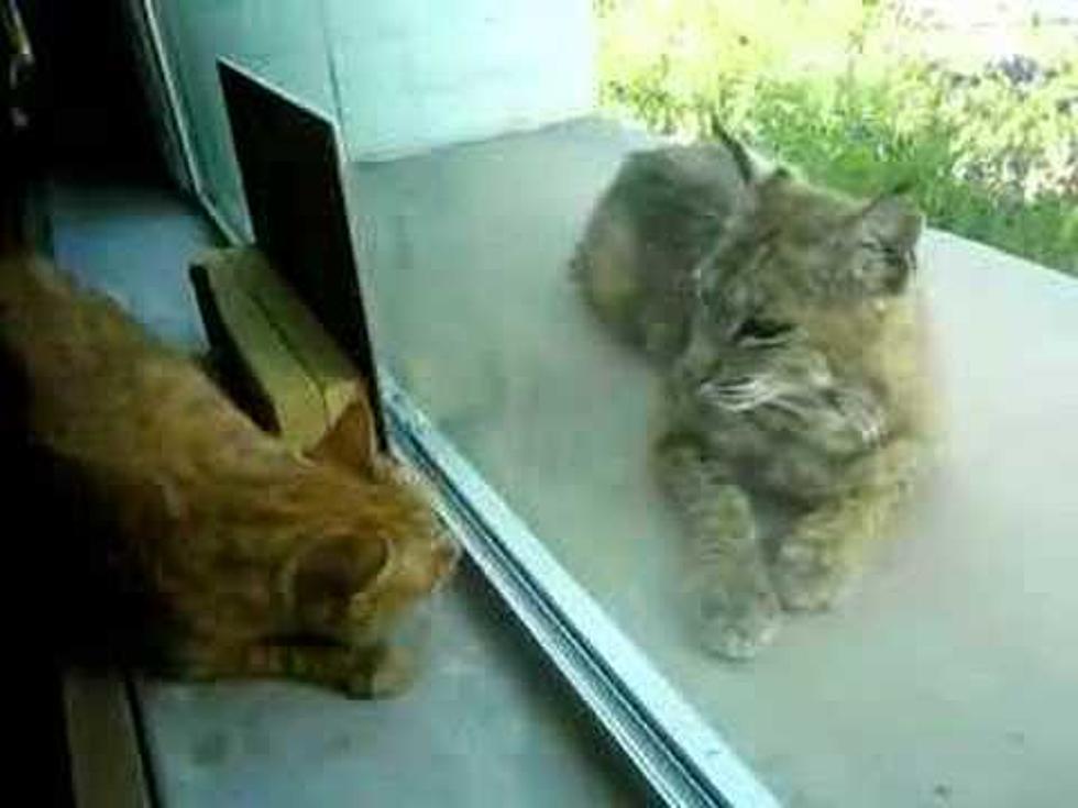 Family Adopts Kittens That Turn Out to be Bobcat Cubs, Whoops!