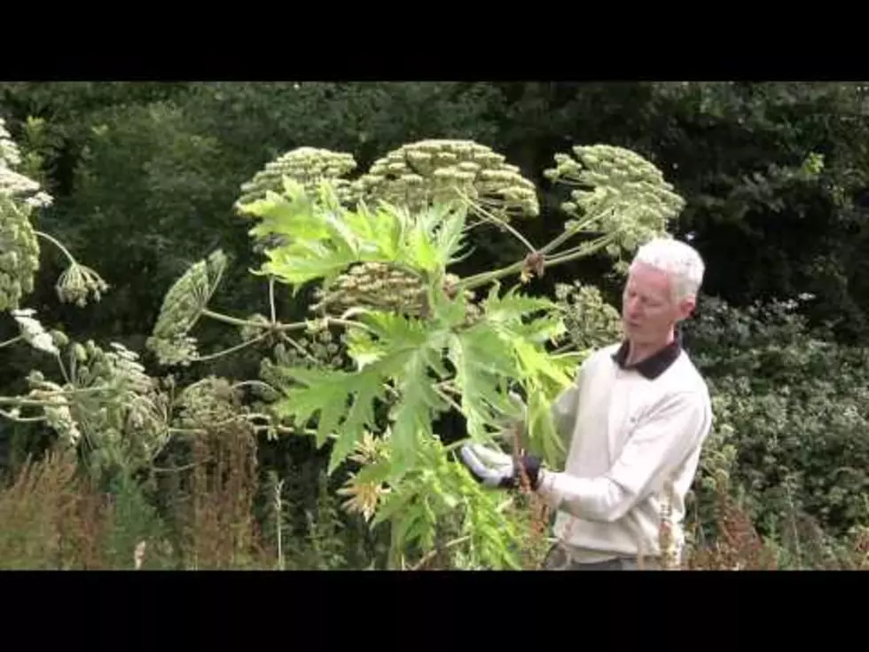 Giant Hogweed Appears in CT and NY, Causes Severe Burns and Blindness