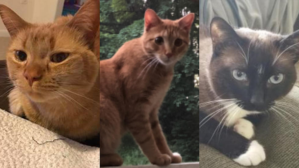 3 Cats Missing From Bethel, Newtown + New Milford