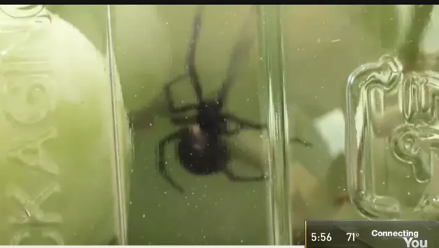 Connecticut Woman Discovers Deadly Spider In Her Produce