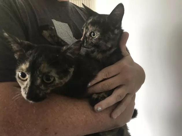 Two Tortoiseshell Kittens Are Looking For Their Forever Home