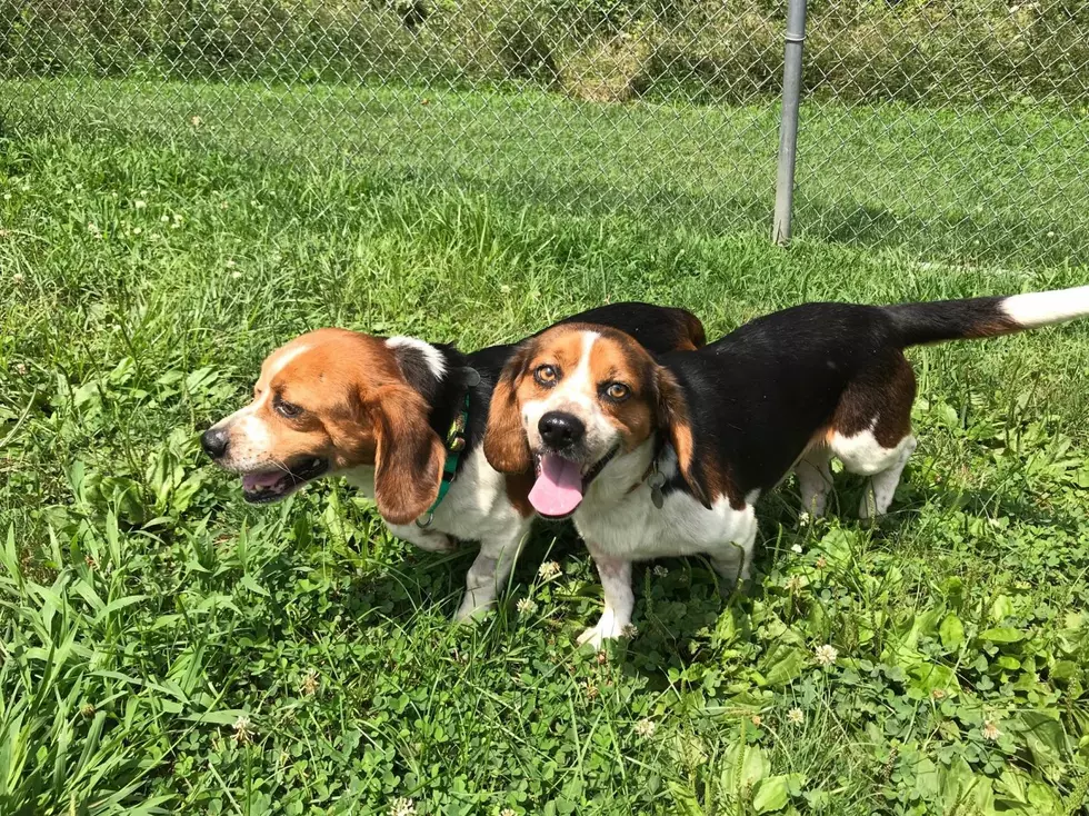 The Beagle Brothers Are Looking For Their Forever Home