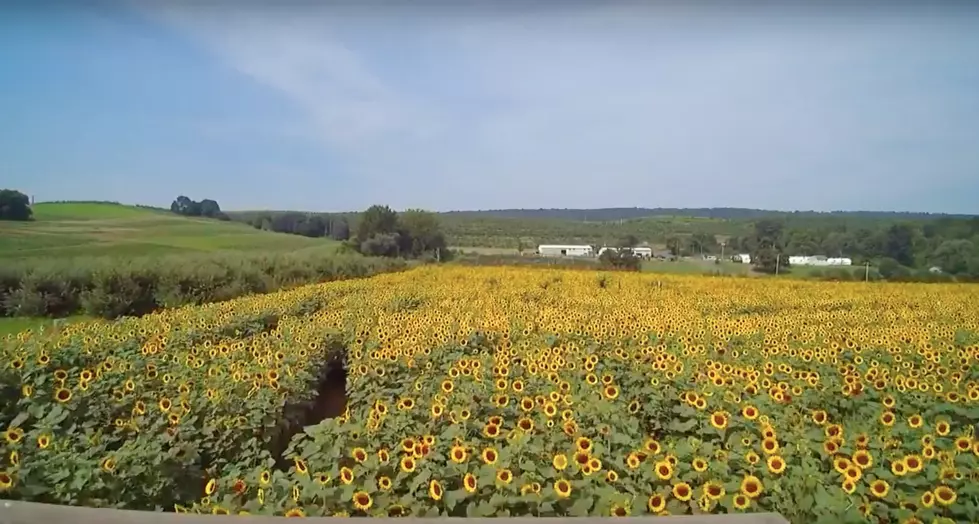 Your Kids Will Love this Connecticut Sunflower Maze
