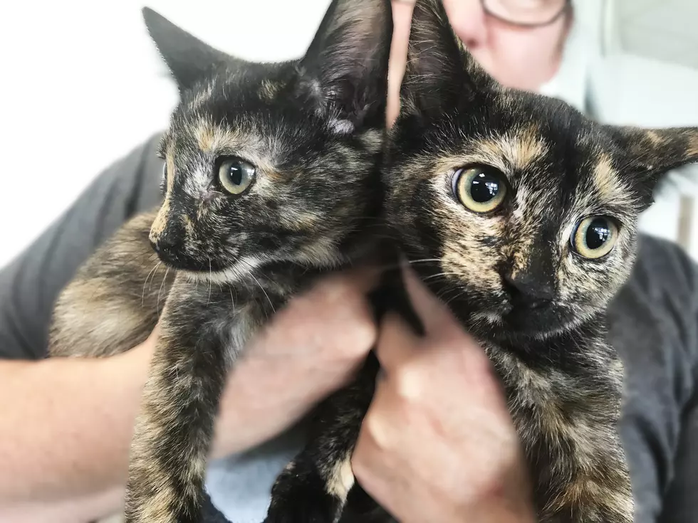 Two Tortoiseshell Kittens Are Looking For Their Forever Home