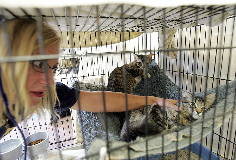 Cats Come to Connecticut Shelter from Hurricane Stricken South
