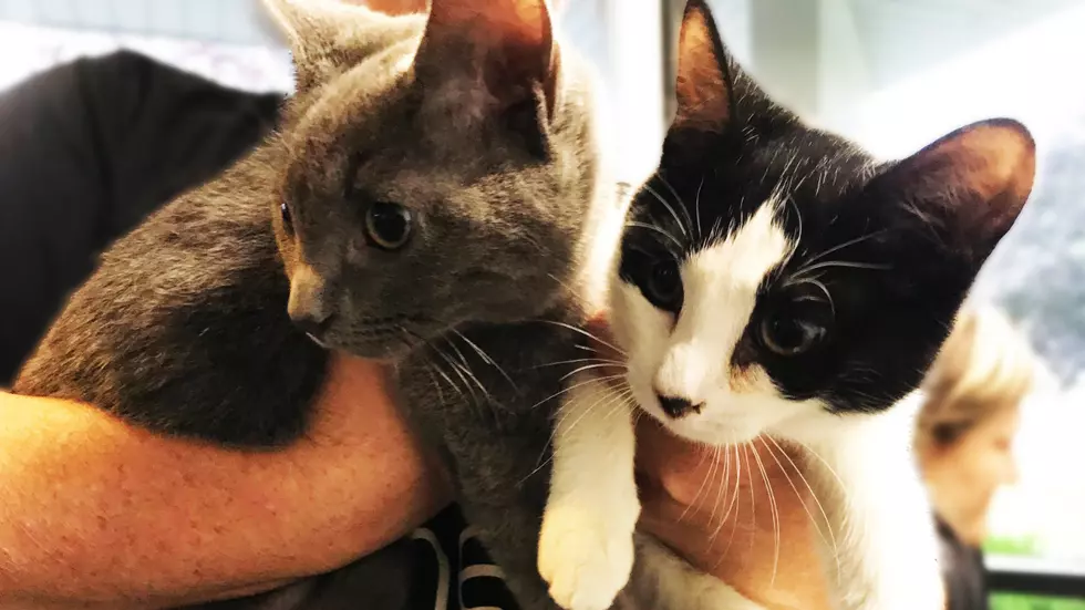 Binks And Buffy Are a PURRfect Pair for a Forever Home