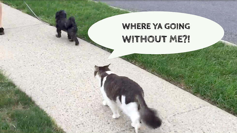 My Cat Must Follow My Dog Everywhere–See for Yourself [Video]