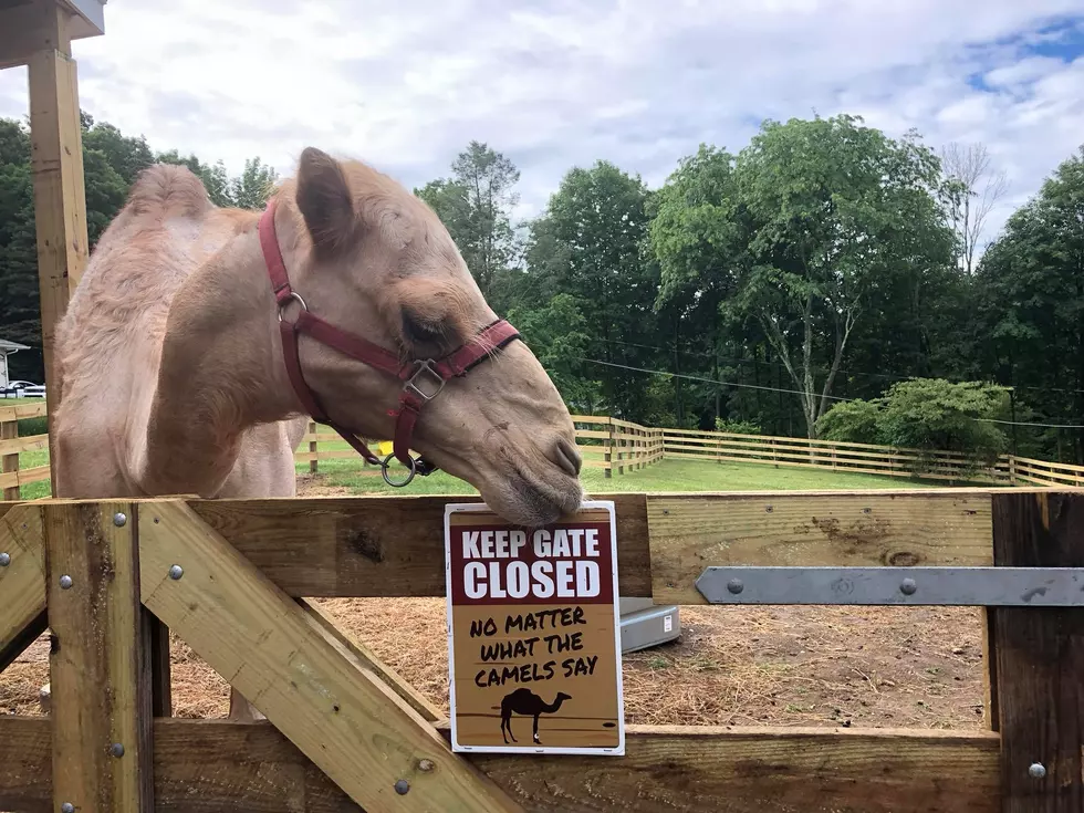 Camel in Ridgefield to Give Pumpkins to Kids This Weekend