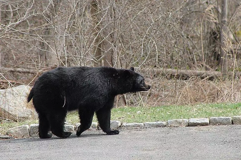 Don’t Be Fooled, Connecticut Bears Are Not Hibernating Yet