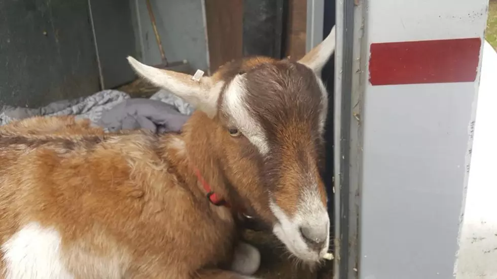 Local Goat Dies From Injuries Sustained in Bear Attack