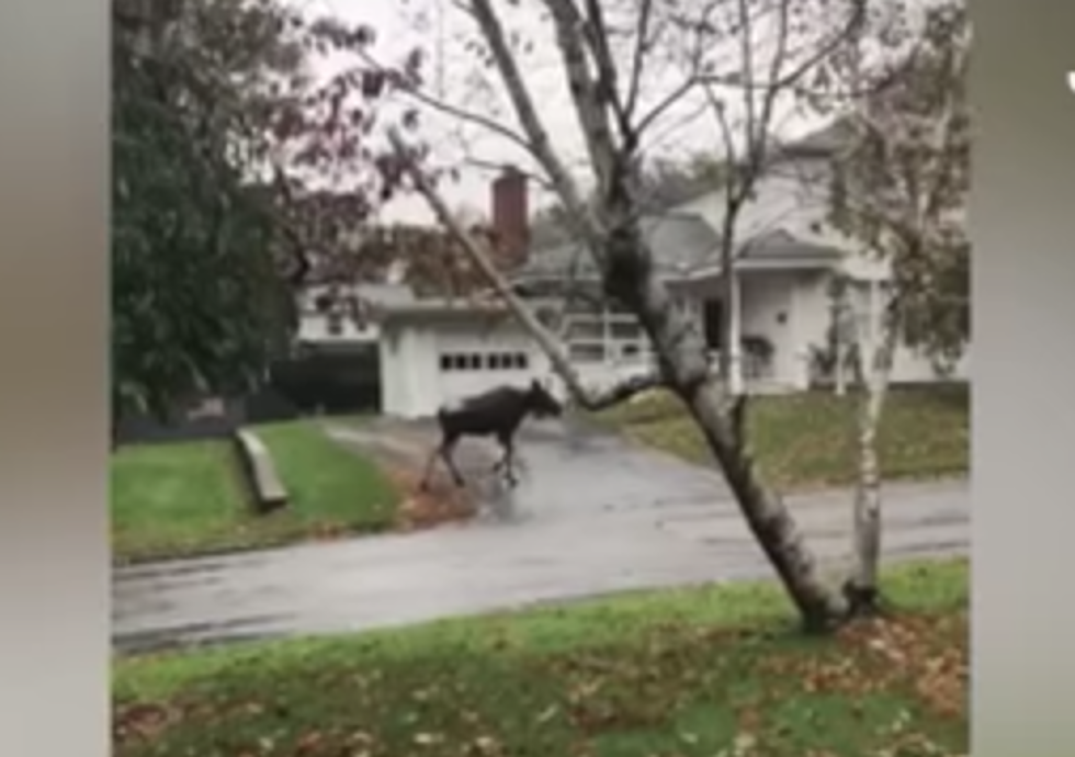 A Moose Was On the Loose in a Connecticut Neighborhood [WATCH]