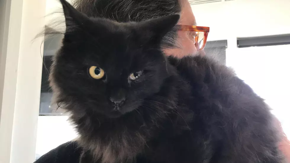Kitten Abandoned In New Milford Looking For First Forever Home