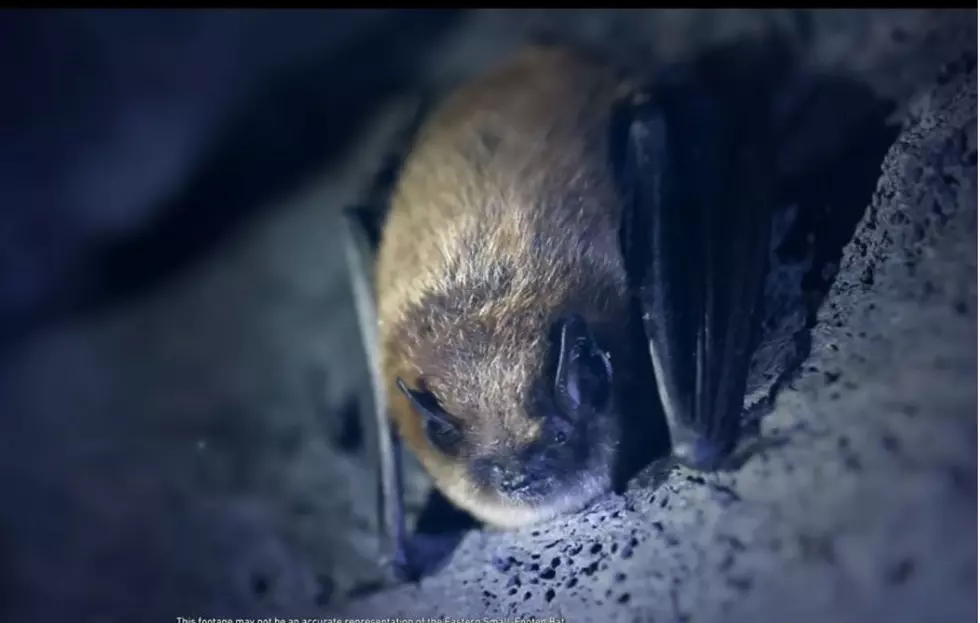 Rare Bat Not Seen In 70 Years Spotted In Connecticut