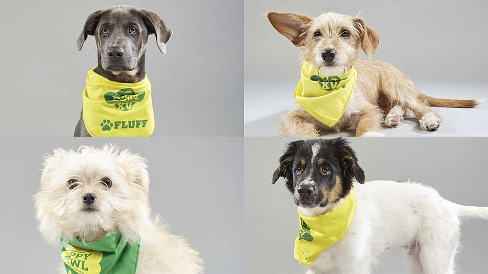 Four Danbury Dogs Will Be at the 2019 Animal Planet ‘Puppy Bowl’