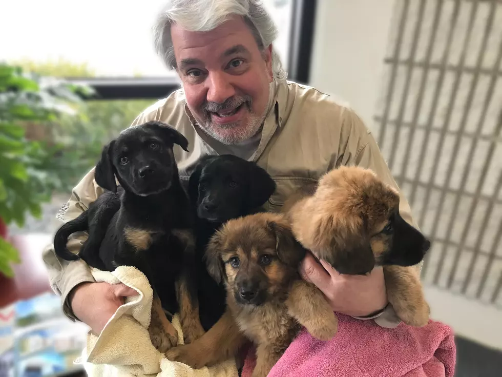 Four Adorable Puppies in New Milford Ready for a Home