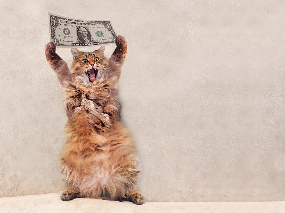 Get Ready, Connecticut — ‘Cat Taxes’ Could Be Here Soon