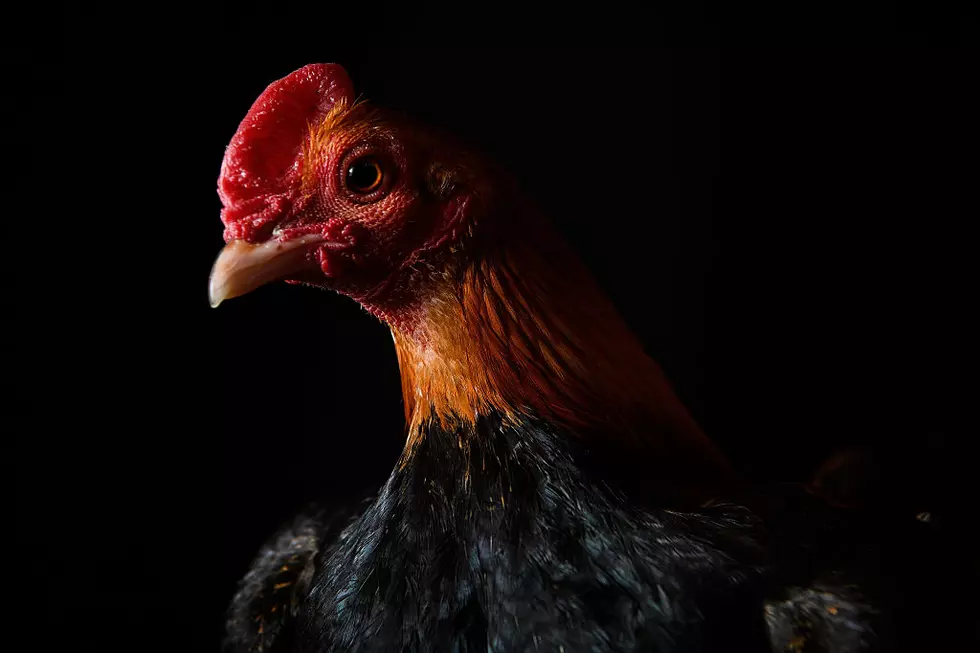 Police: Headless Chicken Mystery Solved in Connecticut, Suspect Arrested