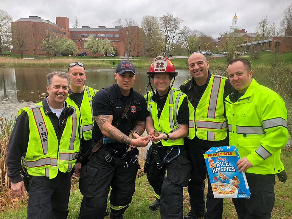 Firefighters in Connecticut Rescue 8 Ducklings Trapped In Catch Basin