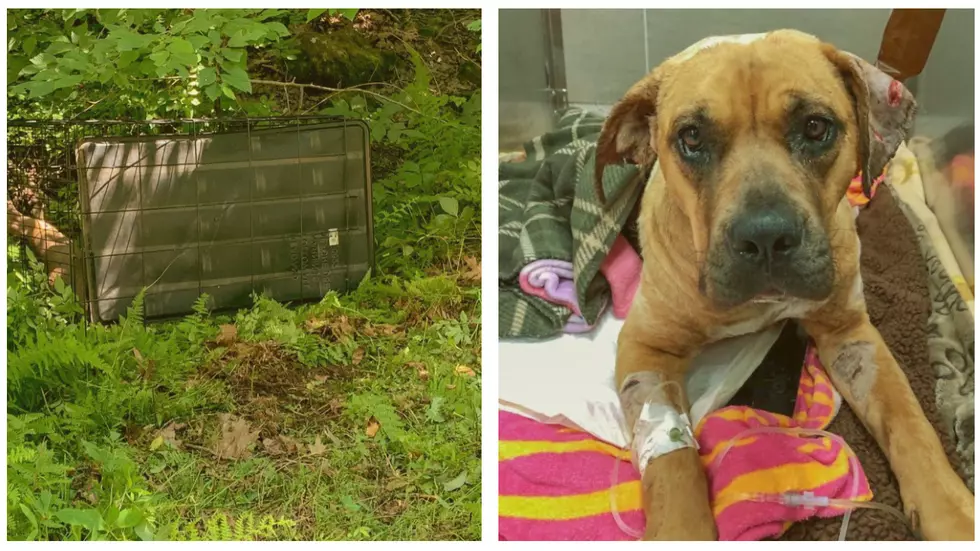 Numerous Animal Cruelty Cases Across Connecticut in Recent Weeks