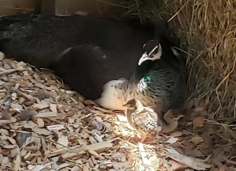 Harrybrooke Park Staff Happy As A Peacock With New Arrivals