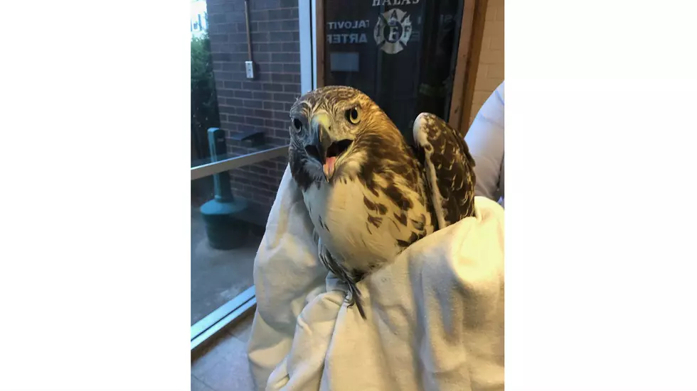 &#8216;It&#8217;s Not All About Fires!&#8217; Says Danbury FD After Rescuing Injured Hawk