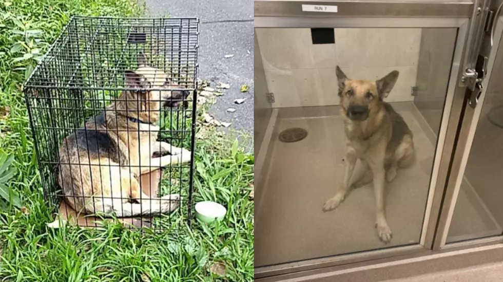 German Shepherd Abandoned In CT, Police Look To Public For Info