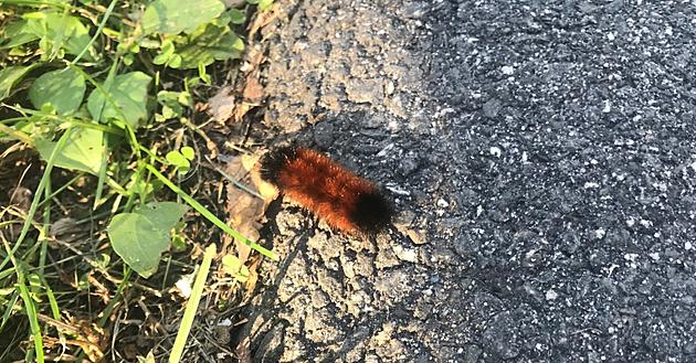 Is it Possible for a Woolly Bear Caterpillar From Brookfield to Predict Winter?