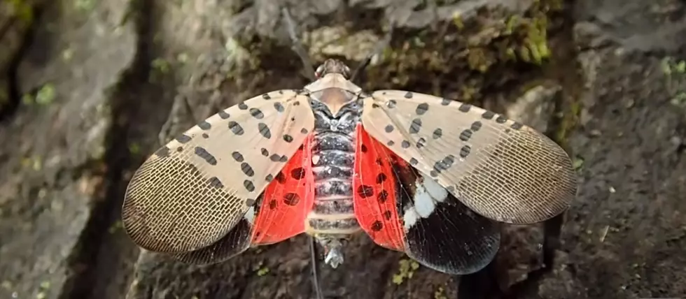 If You See This Invasive Insect in Connecticut, You&#8217;re Being Asked to Report It