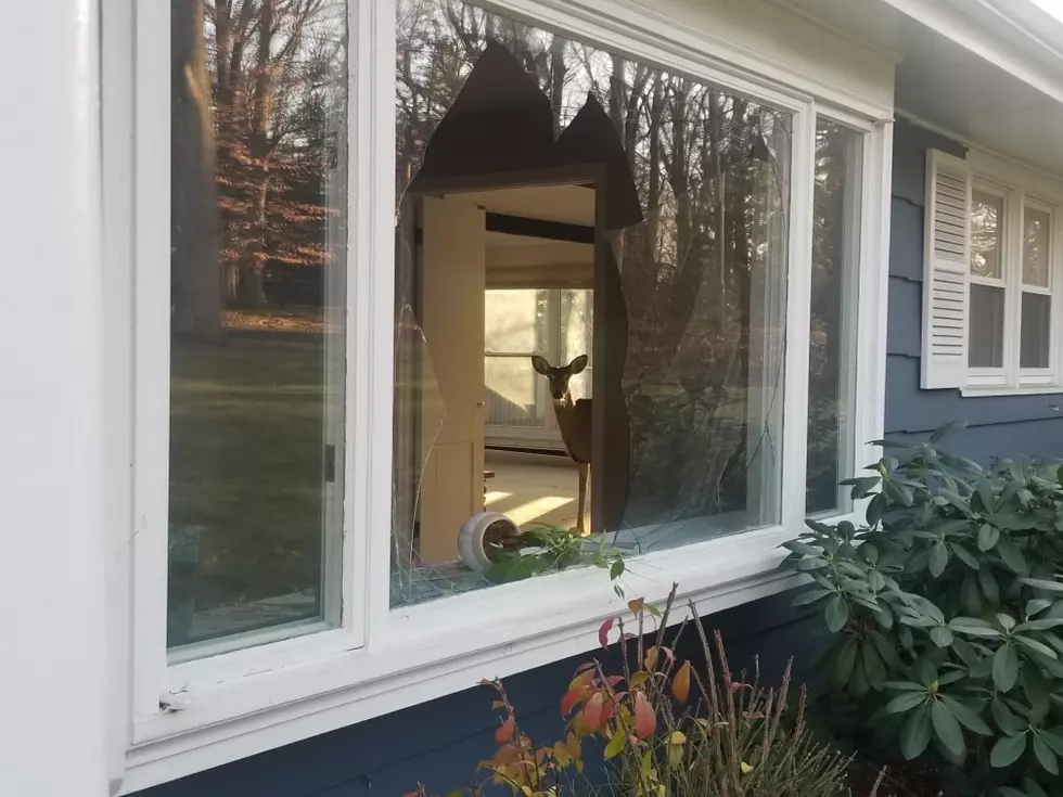 Police in Connecticut Solve Thanksgiving Breaking and Entering Case
