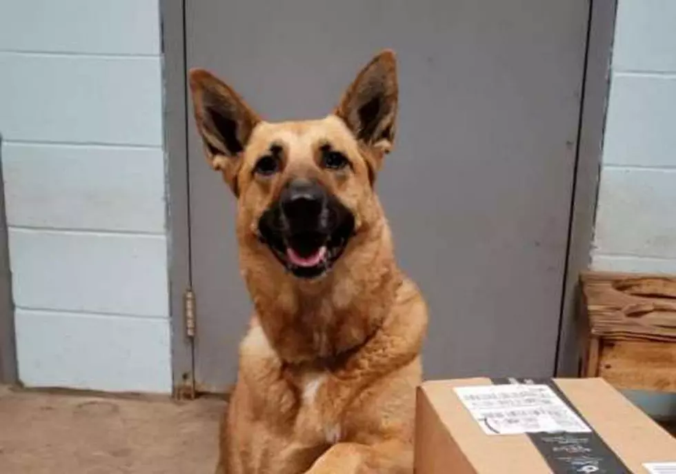 Trained Connecticut Police Dog Searching For Forever Home