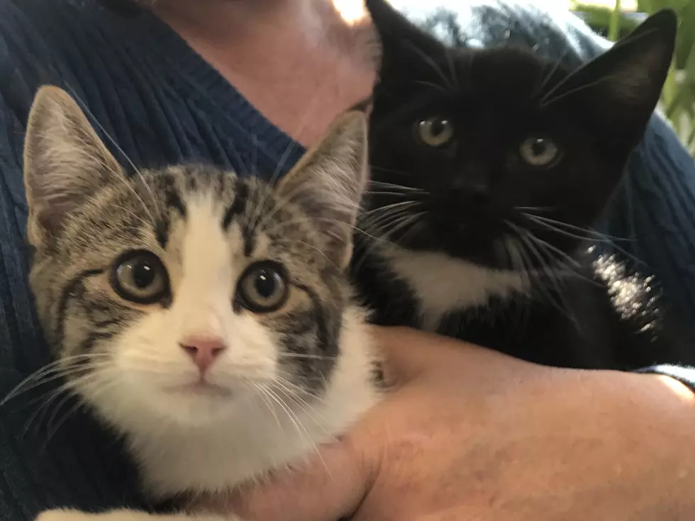 We Have Two Adorable Kittens This Week – Got a Forever Home?